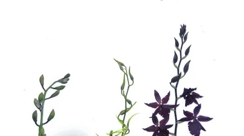 Timelapse of three orchids Stock Footage 8966571