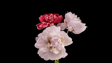 Timelapse of three peonies blooming together on a black background... Stock Footage 340116080