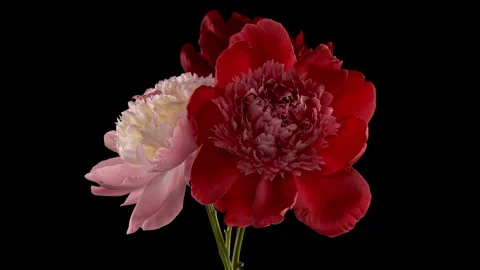 Timelapse of three peony flowers blooming together against a black... Stock Footage 342729033