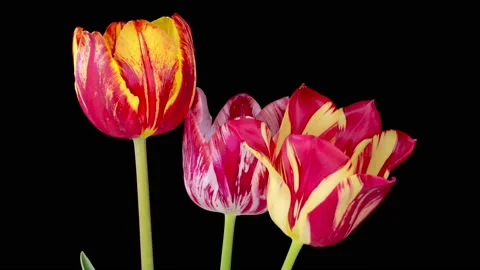 Timelapse of Three Tulips Flowers Opening Stock Footage 239262649