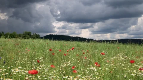 Timelapse thunderclouds on the background of a field of daisies and poppies Stock Footage 243375086