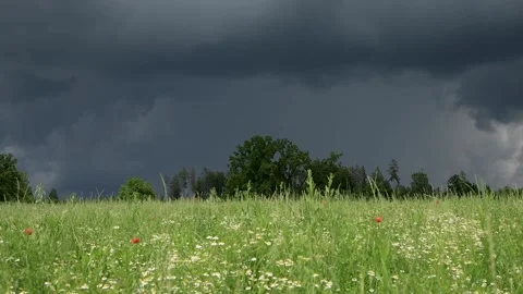 Timelapse thunderclouds on the background of a field of daisies Stock Footage 243375185