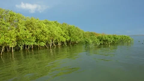 Timelapse Tide Changing In The Mangrove Stock Footage 319376969
