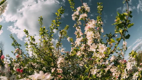 Timelapse, time lapse, Blooming apple tree branches with pink and white flowers Stock Footage 341381725