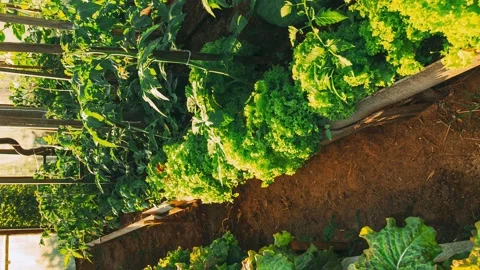 Timelapse time lapse hyperlapse Green Lettuce And Peppers Vegetables Growing In Stock Footage 166777528