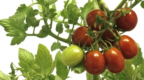 Timelapse of tomatoes close Stock Footage 7755189