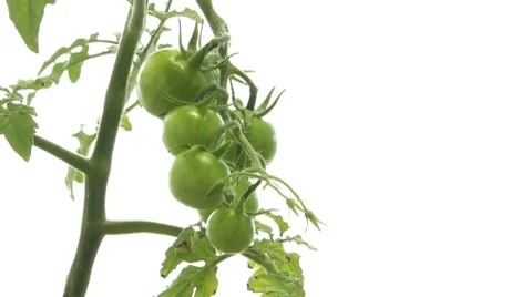 Timelapse of tomatoes with place for text Stock Footage