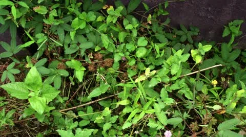 Timelapse touch-me-not plant Stockbeeldmateriaal 11607254