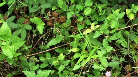 Timelapse touch-me-not plant Video stock 11607256