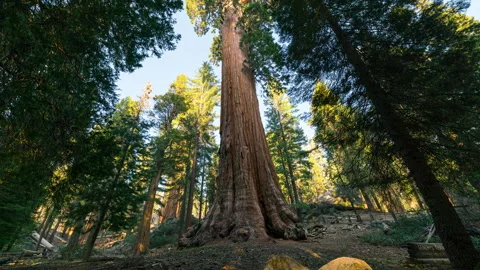 Timelapse tracking of General Sherman Tree at sunset in Sequoia National Park Stock Footage 346104547
