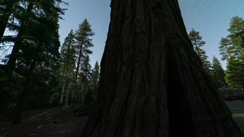 Timelapse tracking of night sky over Sequoia National Park in California, USA Stock Footage 346105737