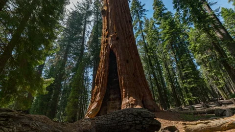 Timelapse tracking shot of General Sherman Tree in Sequoia National Park Stock Footage 346105754