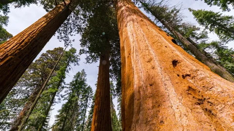 Timelapse tracking shot of Giant Sequoia in Sequoia National Park in California Stock Footage 346106176