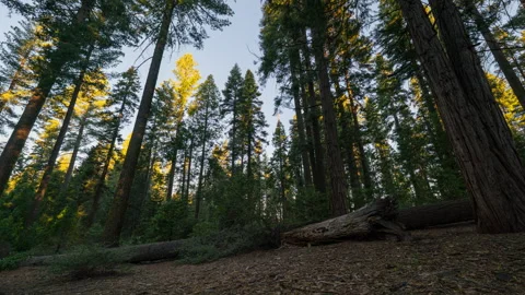 Timelapse tracking shot of sunrise in forest in Yosemite National Park, USA Stock Footage 346104577
