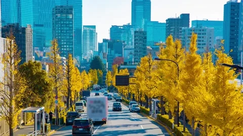 A timelapse of traffic jam at the yellow gingko street in the city in autumn Stock Footage 324951283