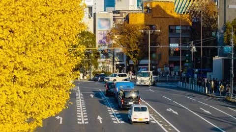 A timelapse of traffic jam at the yellow gingko street in autumn telephoto shot Stock Footage 324951314