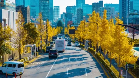 A timelapse of traffic jam at the yellow gingko street in the city in autumn Stock Footage 324951350