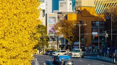 A timelapse of traffic jam at the yellow gingko street in autumn telephoto shot Stock Footage 324951421