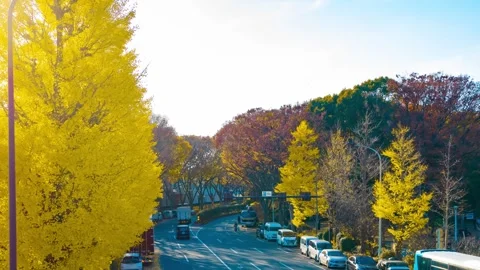 A timelapse of traffic jam at the yellow gingko street in autumn wide shot Stock Footage 324951479