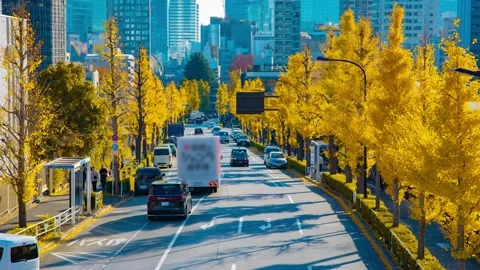 A timelapse of traffic jam at the yellow gingko street in the city in autumn Stock Footage 324951508
