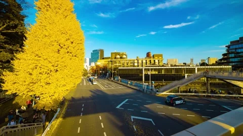 A timelapse of traffic jam at the yellow gingko street in autumn wide shot Stock Footage 324951536