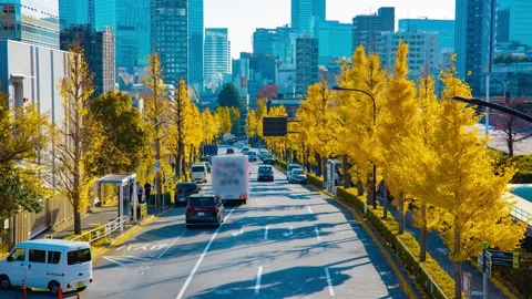 A timelapse of traffic jam at the yellow gingko street in the city in autumn Stock Footage 324951614