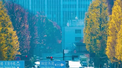 A timelapse of traffic jam at the yellow gingko street in the city telephoto Stock Footage 324951807