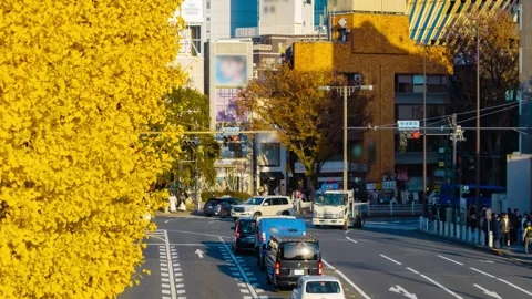 A timelapse of traffic jam at the yellow gingko street in autumn telephoto shot Stock Footage 324951970