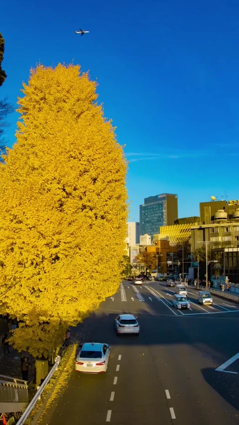 A timelapse of traffic jam at the yellow gingko street in autumn Stock Footage 324952220