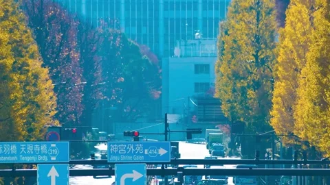 A timelapse of traffic jam at the yellow gingko street in the city telephoto Stock Footage 324952262