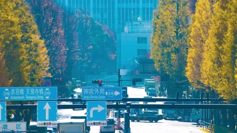 A timelapse of traffic jam at the yellow gingko street in the city telephoto Stock Footage 324952336