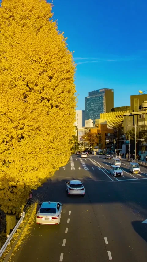 A timelapse of traffic jam at the yellow gingko street in autumn panning Stock Footage 324952509