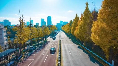 A timelapse of traffic jam at the yellow gingko street in the city wide shot Stock Footage 324952537