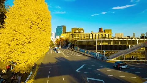 A timelapse of traffic jam at the yellow gingko street in autumn wide shot zoom Stock Footage 324952709