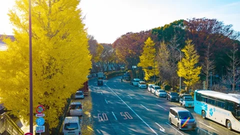 A timelapse of traffic jam at the yellow gingko street in autumn wide shot tilt Stock Footage 324952734