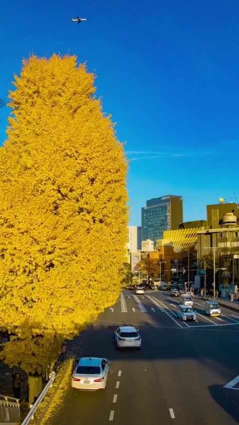 A timelapse of traffic jam at the yellow gingko street in autumn tilt Stock Footage 324953236