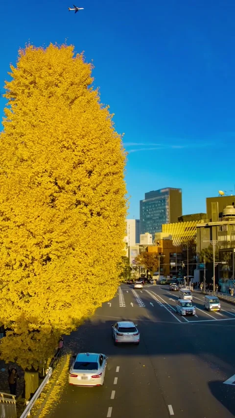 A timelapse of traffic jam at the yellow gingko street in autumn zoom Stock Footage 324953289