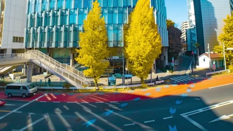 A timelapse of traffic jam at the yellow gingko city street in autumn wide shot Stock Footage 326770158