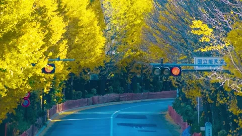 A timelapse of traffic jam at the yellow gingko city street in autumn telephoto Stock Footage 326979121