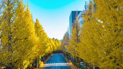 A timelapse of traffic jam at the yellow gingko city street in autumn panning Stock Footage 326979180