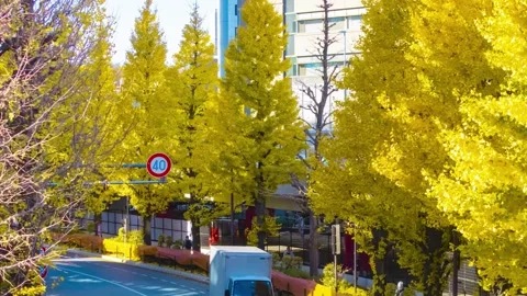 A timelapse of traffic jam at the yellow gingko city street in autumn telephoto Stock Footage 326979188