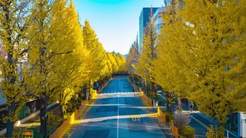 A timelapse of traffic jam at the yellow gingko city street in autumn Stock Footage 326979228