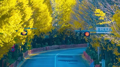 A timelapse of traffic jam at the yellow gingko city street in autumn telephoto Stock Footage 326979262