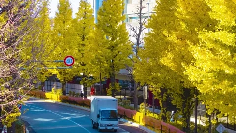 A timelapse of traffic jam at the yellow gingko city street in autumn telephoto Stock Footage 326979273