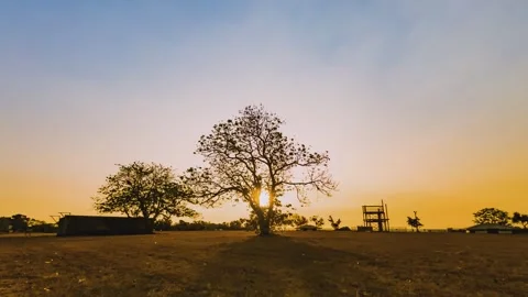 Timelapse of tree against the sunset Stock Footage 267186140