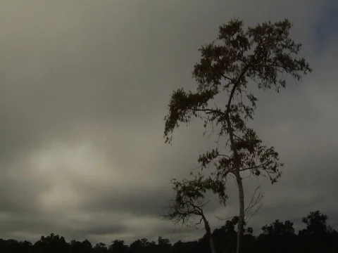 Timelapse of Tree and Clouds in Amazon Jungle Rainforest Stock Footage 112942698