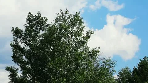 Timelapse with tree and clouds in summer Видео 11192317