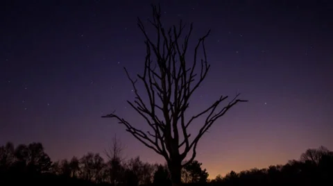Timelapse: Tree and Stars Stock Footage 39860138