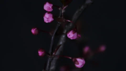 Timelapse of tree blossoming in spring. Stock Footage 172525870