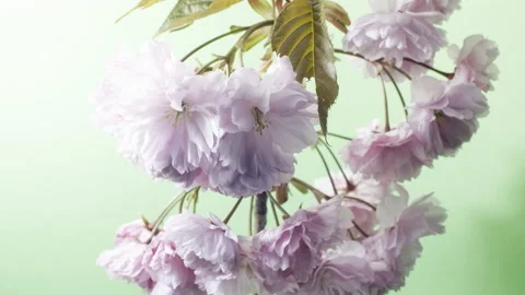 Timelapse of tree blossoming in spring Video stock 189039624